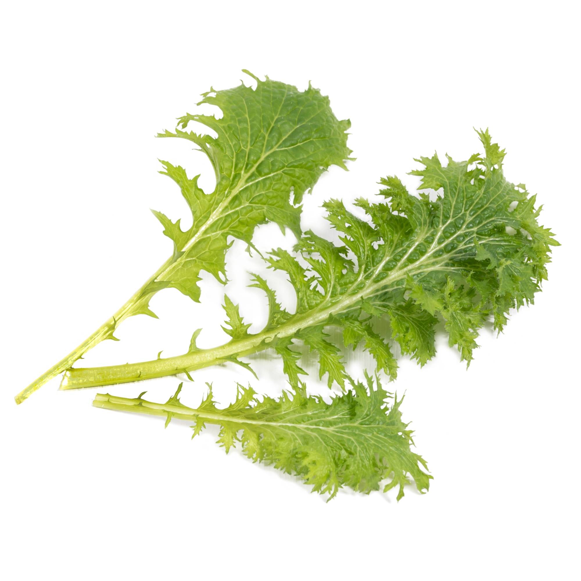 Veritable - Lingot Moutarde Wasabi BIO - Recharge prête à l'emploi - Véritable - Imagen 2