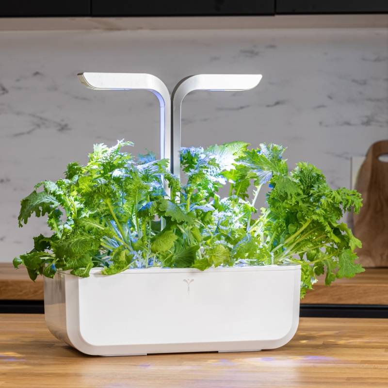 Veritable - Lingot Moutarde Wasabi BIO - Recharge prête à l'emploi - Véritable - Imagen 3