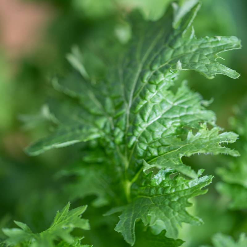 Veritable - Lingot Moutarde Wasabi BIO - Recharge prête à l'emploi - Véritable - Imagen 5