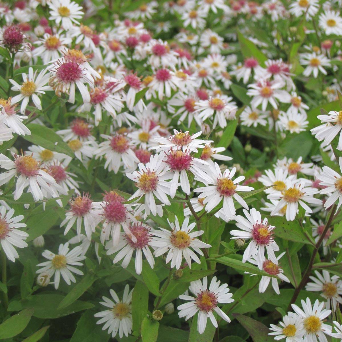 Promesse de Fleurs - Aster lateriflorus Chloe - Aster d'automne Godet de 8/9 cm