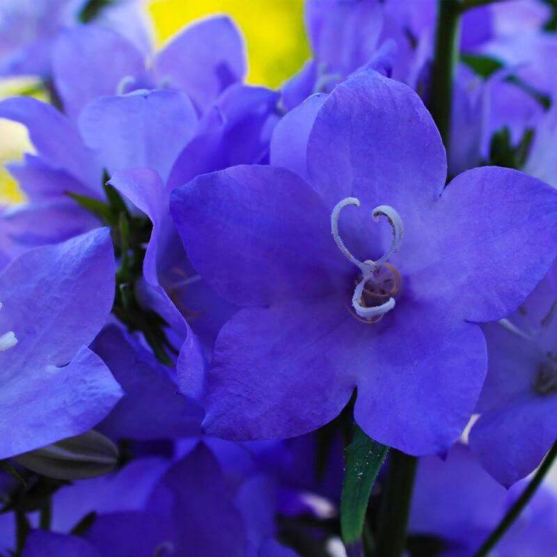 3 Campanules 'Pyramidale' Bleue (Campanula 'Pyramidalis') - Lot de 3 vivaces - Pépinières Naudet - Imagen 1