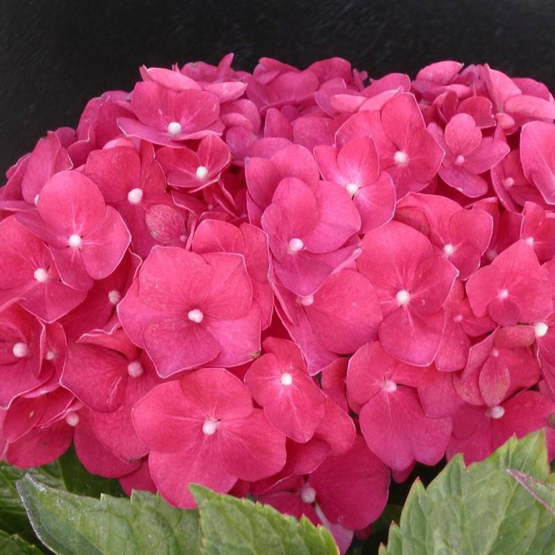 Hortensia Leuchtfeuer, Hydrangea macrophylla à fleurs Rouge - feuillage Caduc - Pot de 3L - 20/40 cm-  hauteur à maturité De 1,00 m à 1,50 m - Imagen 1