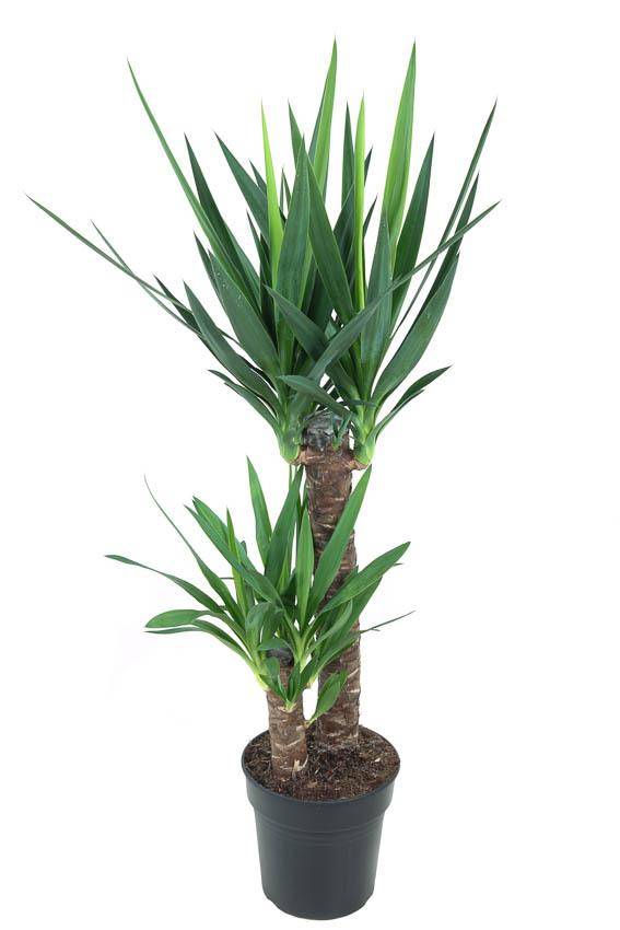 Yucca d'intérieur 100cm - Plante d'intérieur- La Green Touch - Image 1