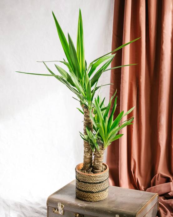 Yucca d'intérieur 100cm - Plante d'intérieur- La Green Touch - Image 2