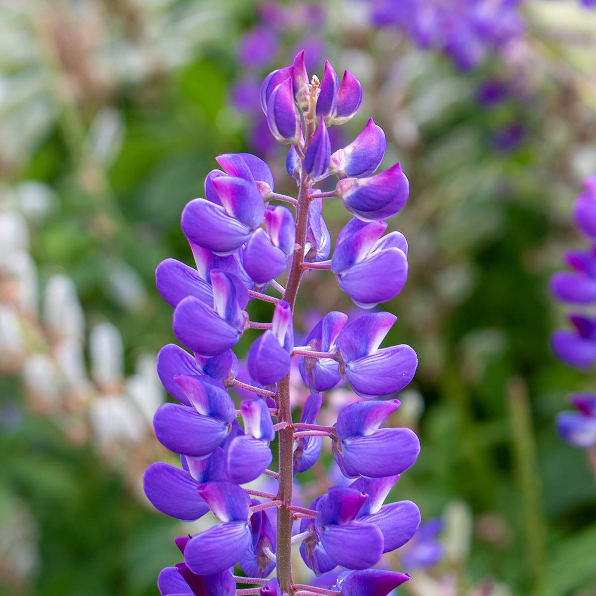 Graines de Lupin vivace - Lupinus perennis le sachet de 70 graines environ (2g)