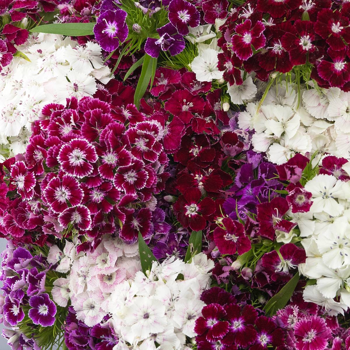 Graines d'Oeillet de poète Hollandia Purple Crown - Dianthus barbatus le sachet de 20 graines environ