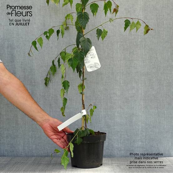 Betula pendula Tristis - Bouleau pleureur Pot de 2L/3L - Image 2