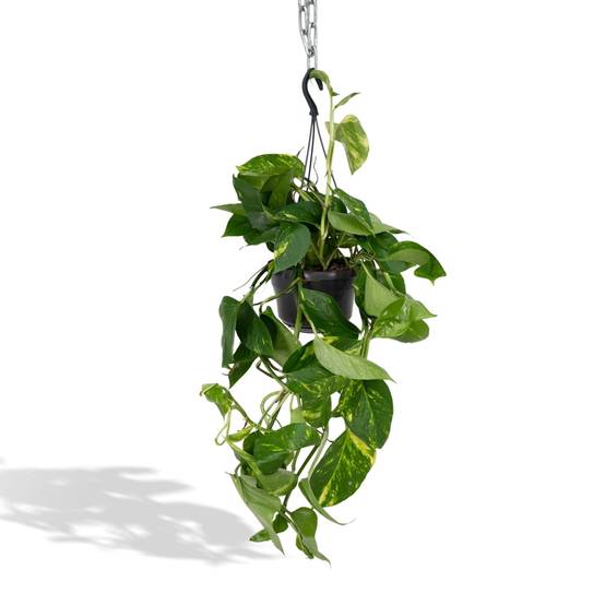 Epipremnum Aureum Scindapsus h25cm 25cm - Plante d'intérieur- La Green Touch - Image 2