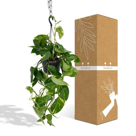 Epipremnum Aureum Scindapsus h25cm 25cm - Plante d'intérieur- La Green Touch - Image 3