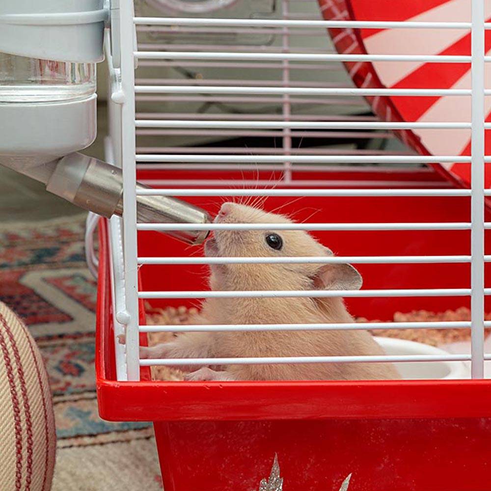 Ferplast - FERPLAST CONEY ISLAND Cage à Rongeurs pour Hamsters, en Métal, Accessoires inclus : Mangeoire, Abreuvoir, Maison, Roue Géante. 50x35xh36,2cm - Imagen 5