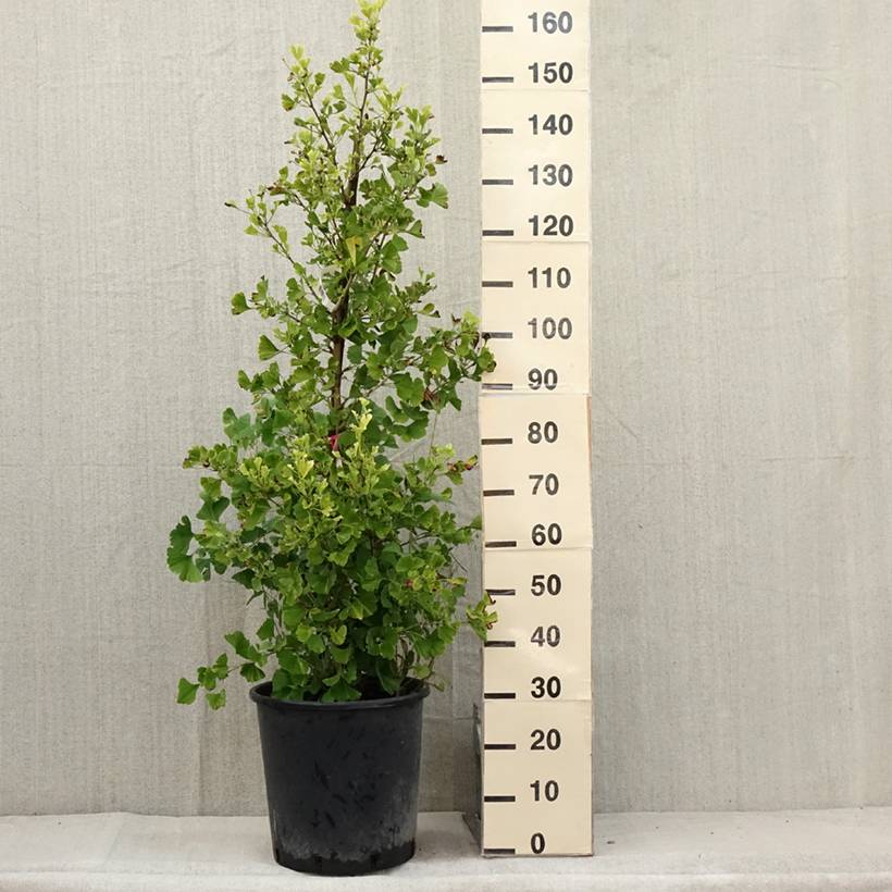 Ginkgo biloba Eiffel Pot de 30L/35L - Image 2