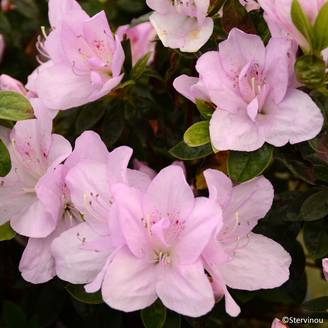 Azalée du Japon Rêve de Lilas - Rhododendron hybride Pot de 3L/4L