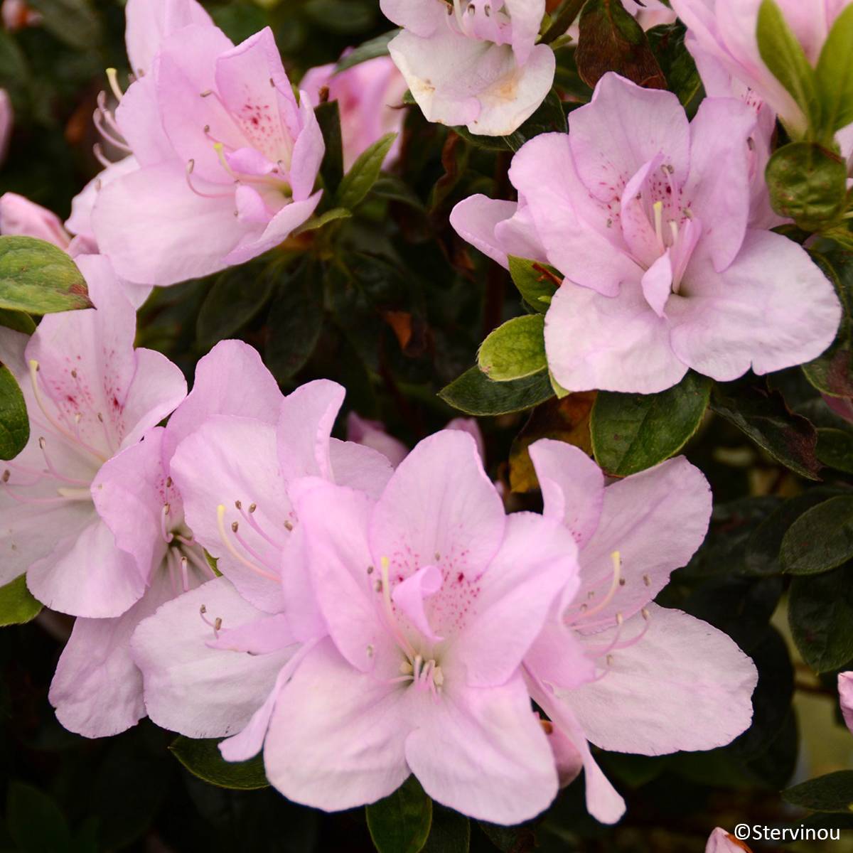 Azalée du Japon Rêve de Lilas - Rhododendron hybride Pot de 3L/4L
