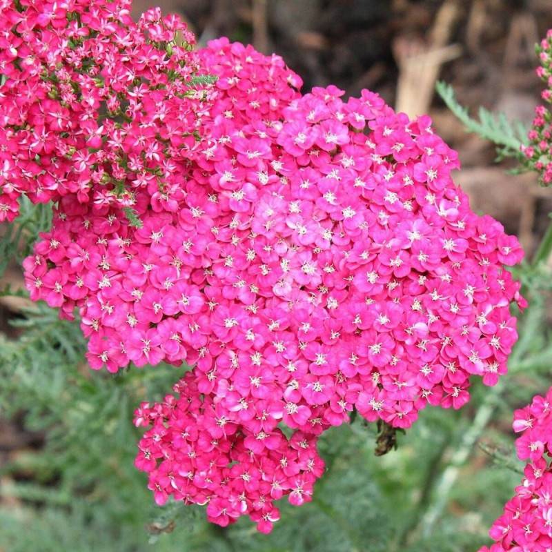 Achillée millefeuille Braise à fleurs Rouge - feuillage Caduc - Godet - 5/20 cm-  hauteur à maturité De 0,50 m à 1,00 m - Imagen 1