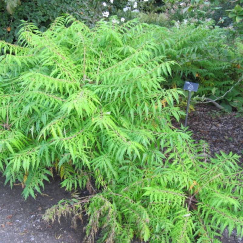Sumac de Virginie Dissecta, Rhus - Pot de 5L - Touffe - Image 2