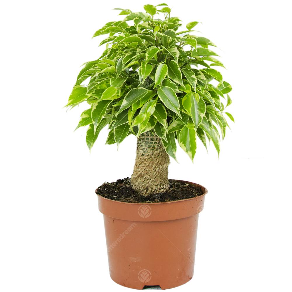 Gardenersdream - Ficus Benjamina Panaché Kinky Figuier Pleureur Plante De Maison D'Intérieur En Pot 14 Cm - GardenersDream