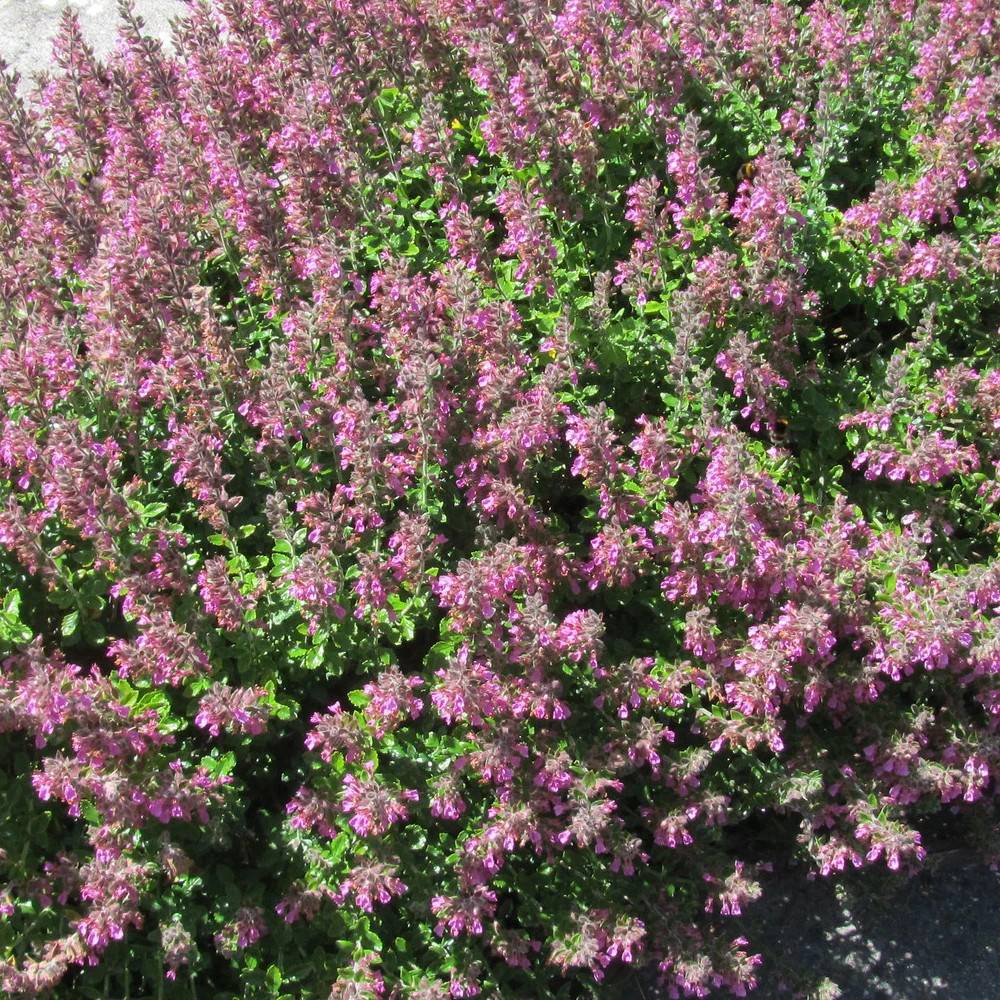 Germandrée Petit-Chêne - Sans traitement à fleurs Rose/ - feuillage Caduc - Lot de 5 godets