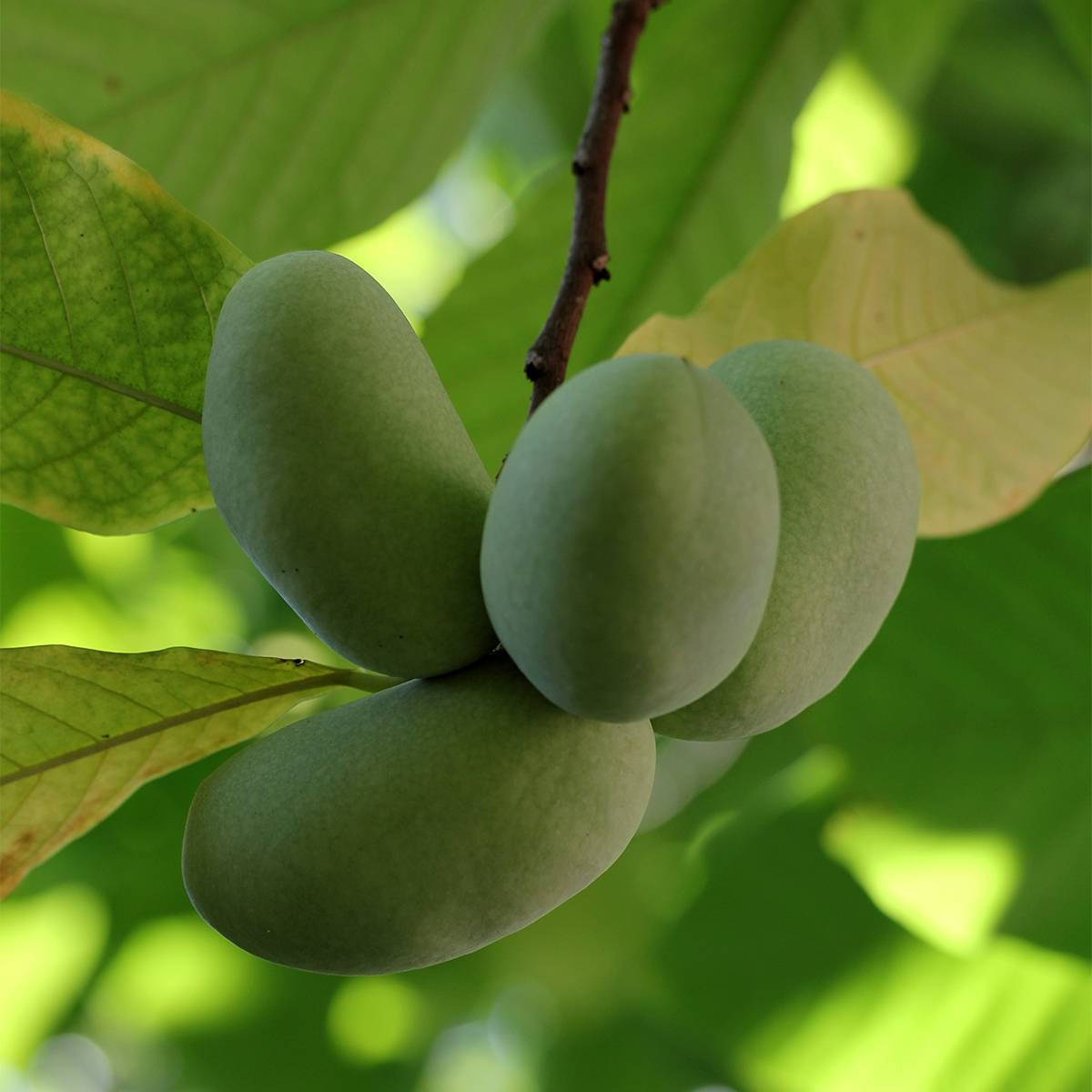 Asimina triloba Shenandoah - Asiminier, Pawpaw Pot de 3L/4L