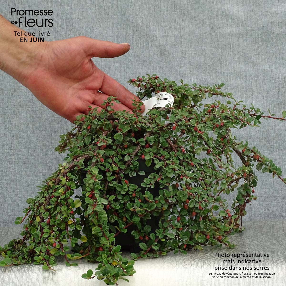 Cotoneaster dammeri Evergreen - Cotoneaster de Dammer Pot de 2L/3L - Imagen 2