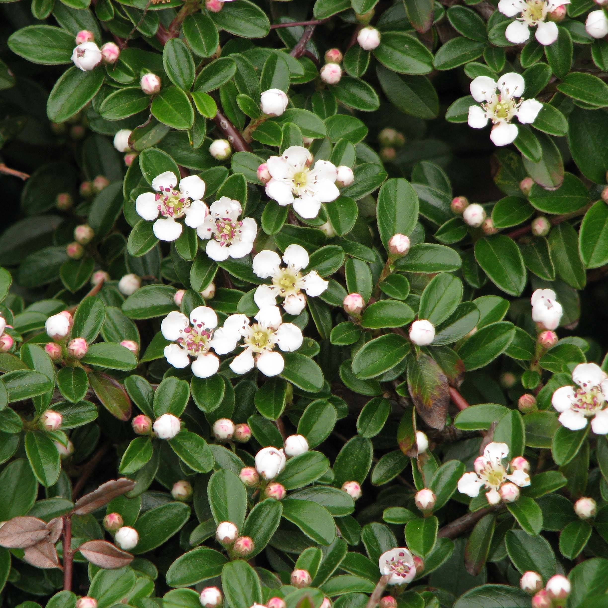 Cotoneaster dammeri Evergreen - Cotoneaster de Dammer Pot de 2L/3L - Imagen 1