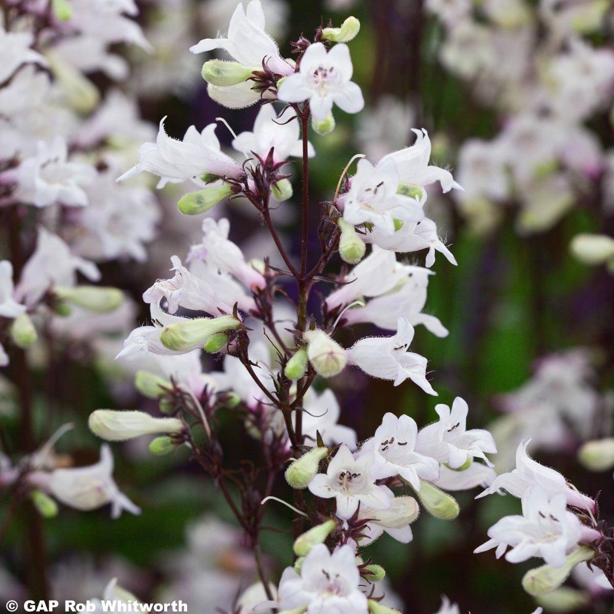 Penstemon hybride Husker Red - Galane Pot de 2L/3L