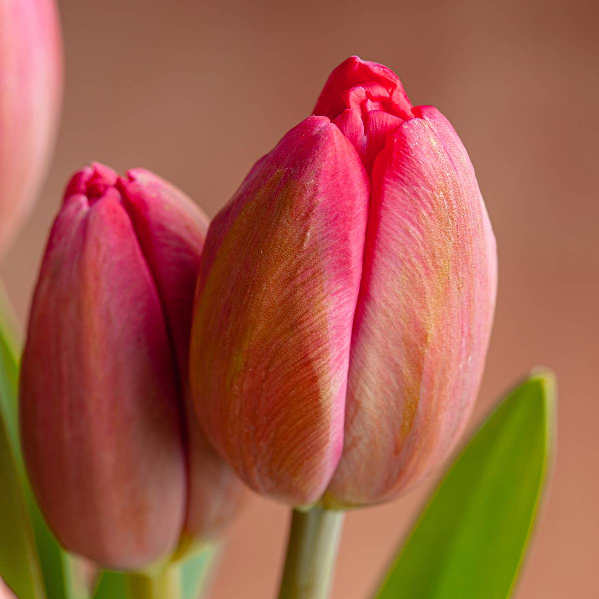 Promesse de Fleurs - Tulipe pluriflore Happy Family Bulbe calibre 12+ (par 10)