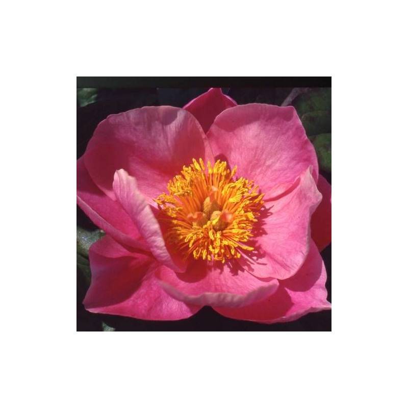 Pivoine herbacée Pink Chalice à fleurs Rose - feuillage Caduc - Pot de 2L - 10/20 cm-  hauteur à maturité De 0,50 m à 1,00 m - Image 1