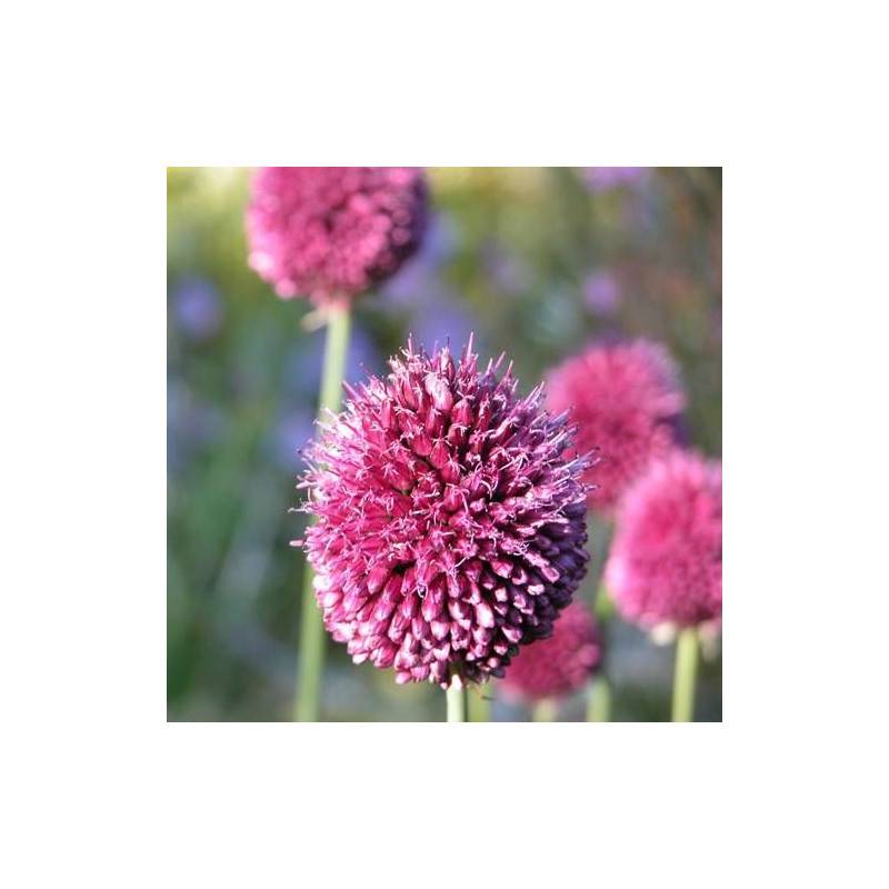 Ail d'ornement sphaerocephalon à fleurs Rouge/ - feuillage Semi-Persistant - Godet - 5/20 cm