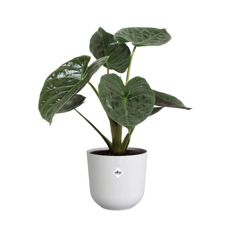 Elho - Pot De Fleur - Elho - Jazz Rond - Blanc - L 35 X B 34.5 X H 32 Cm - Intérieur - 100% Recyclé - Imagen 6