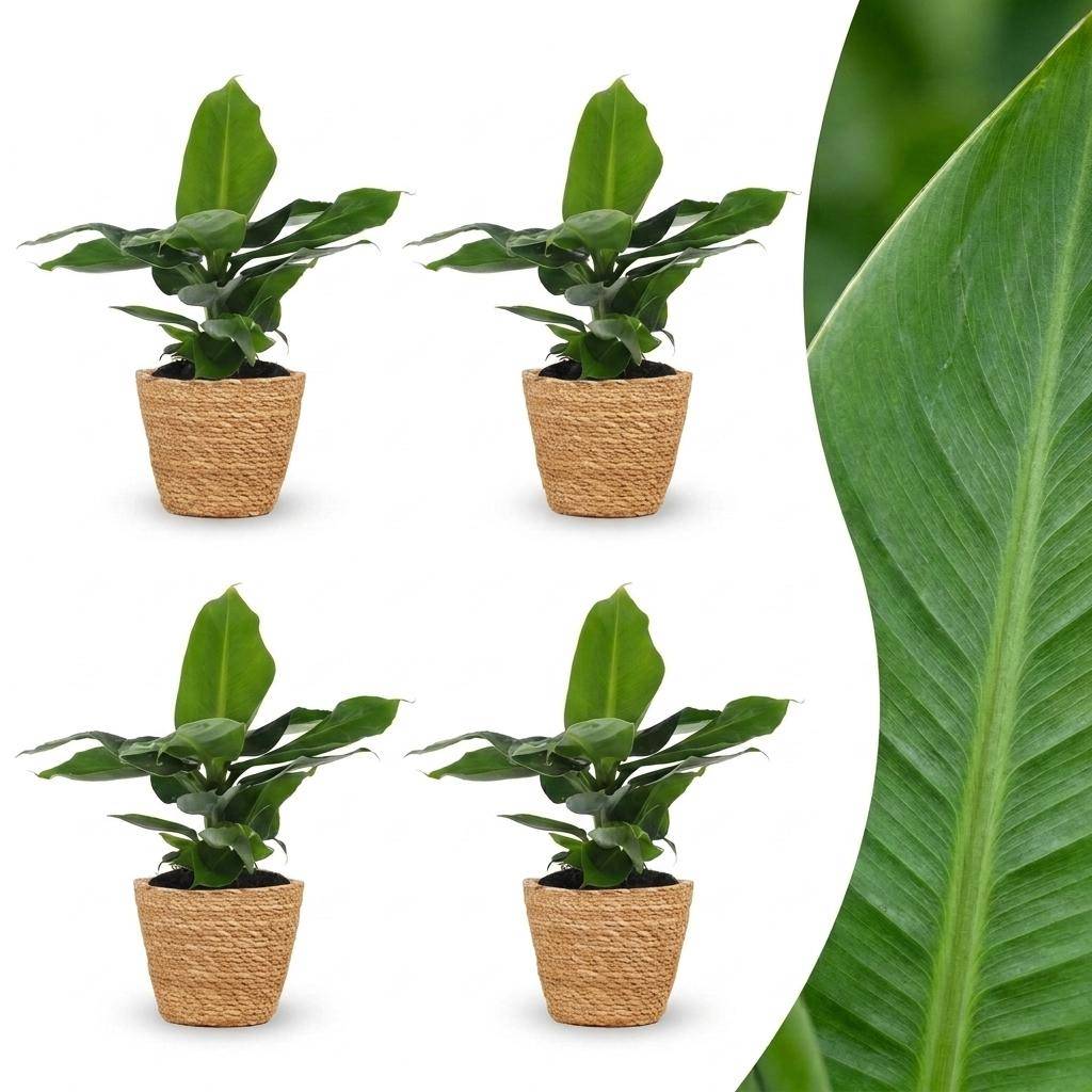 La Green Touch - Musa Oriental Dwarf - Bananier nain - Lot de 4 plantes - Panier en jonc de mer inclus - Pot Ø12 cm, H 30 cm - Image 1