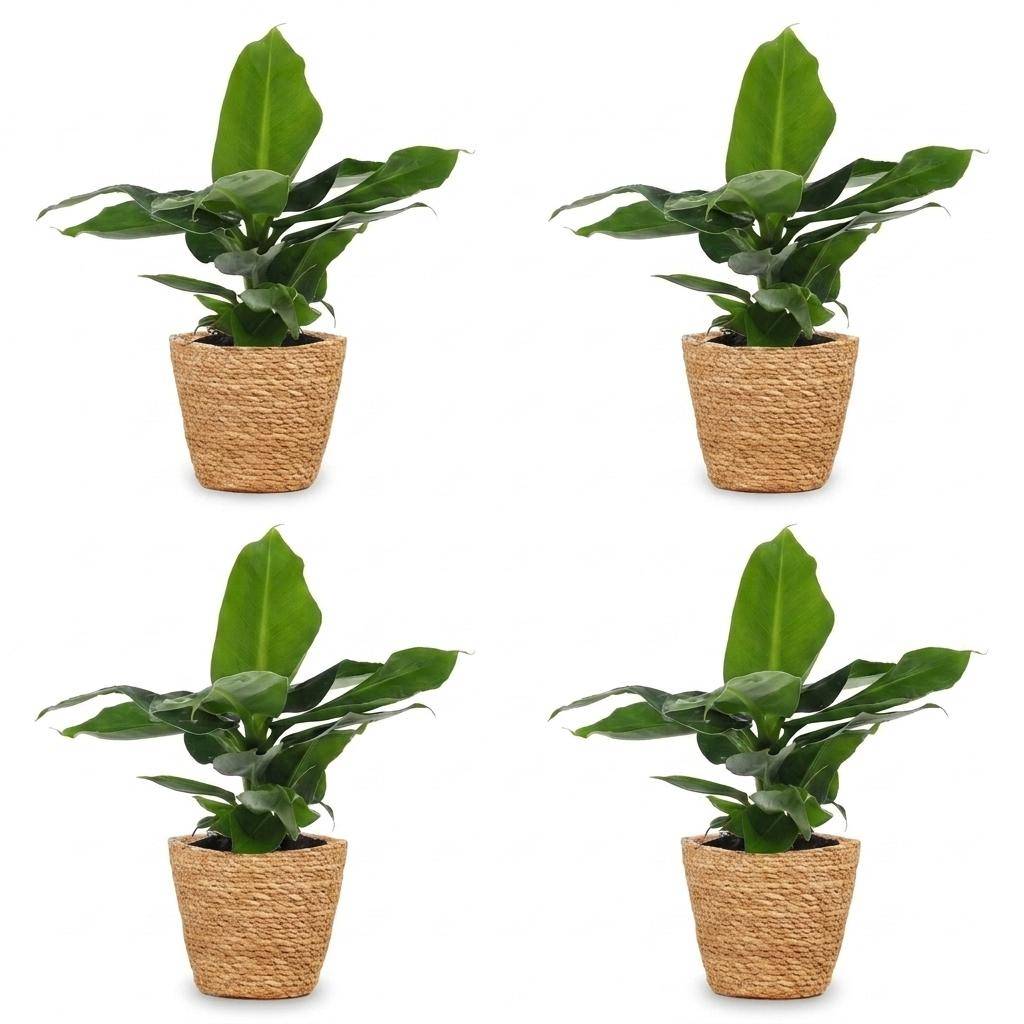 La Green Touch - Musa Oriental Dwarf - Bananier nain - Lot de 4 plantes - Panier en jonc de mer inclus - Pot Ø12 cm, H 30 cm - Image 2