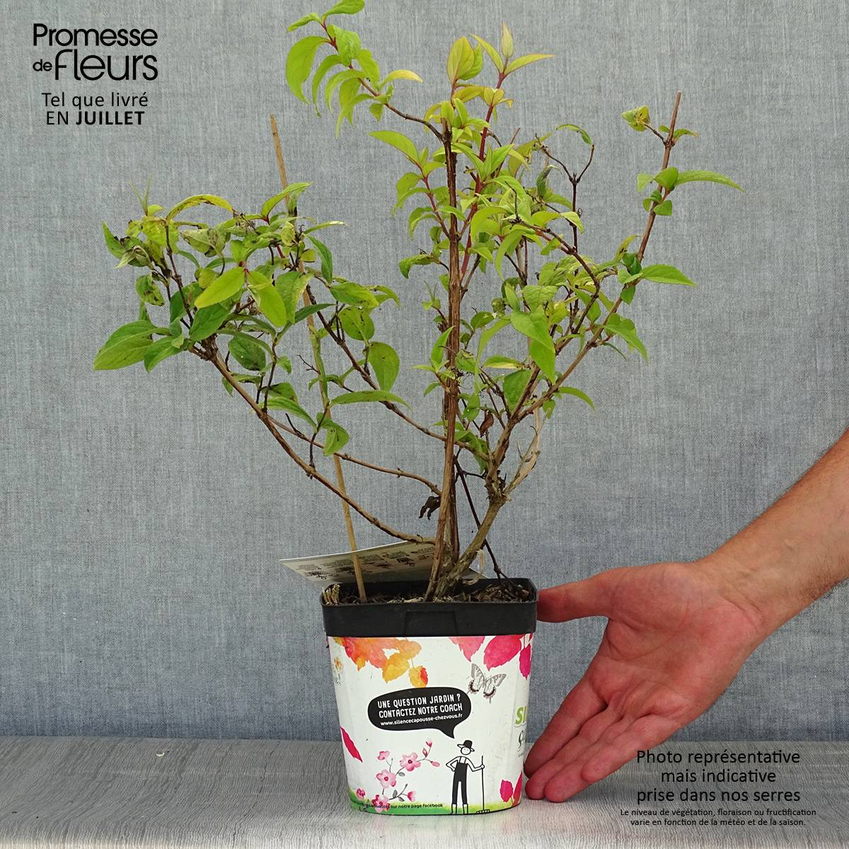 Deutzia Tourbillon Rouge Pot de 2L/3L - Image 2