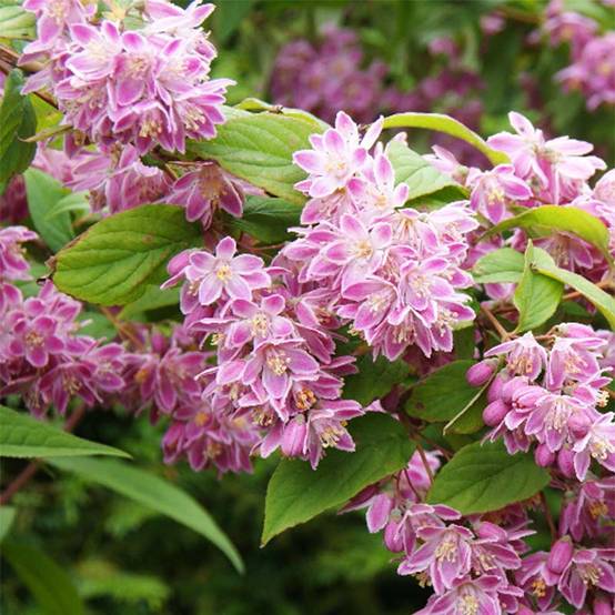 Deutzia Tourbillon Rouge Pot de 2L/3L - Image 1