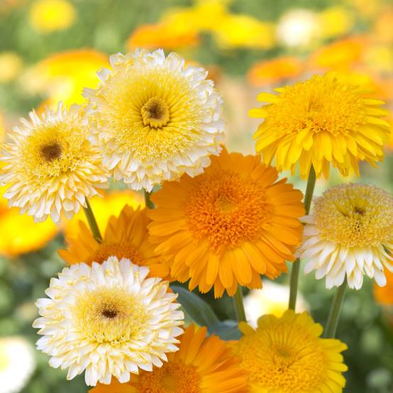 Promesse de Fleurs - Graines de Souci Kinglet Mix - Calendula officinalis le sachet de 100 graines environ (0,8g)