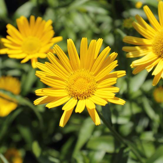 Buphthalmum salicifolium Dora Godet de 8/9 cm