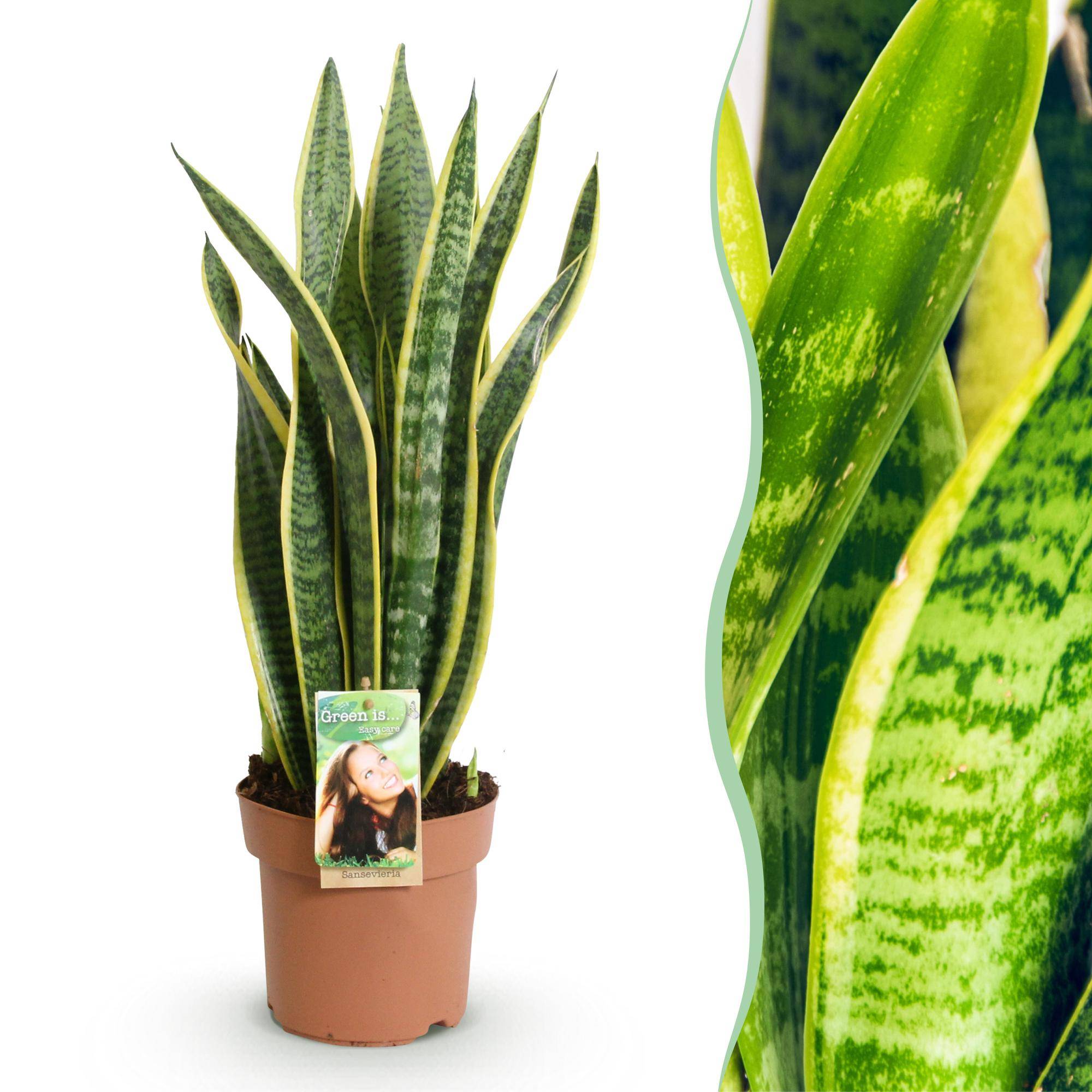 La Green Touch - Sanseveria Laurentii - D17 H70cm - Image 2