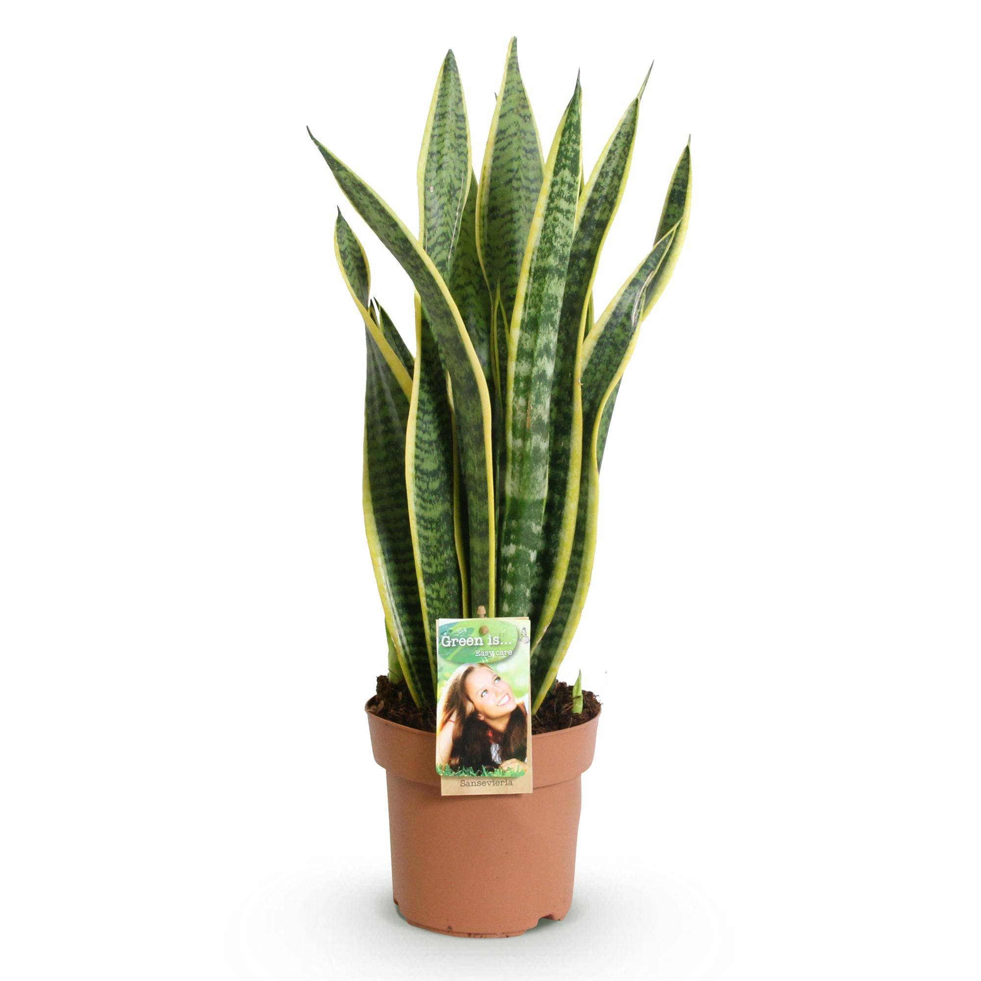 La Green Touch - Sanseveria Laurentii - D17 H70cm - Image 3