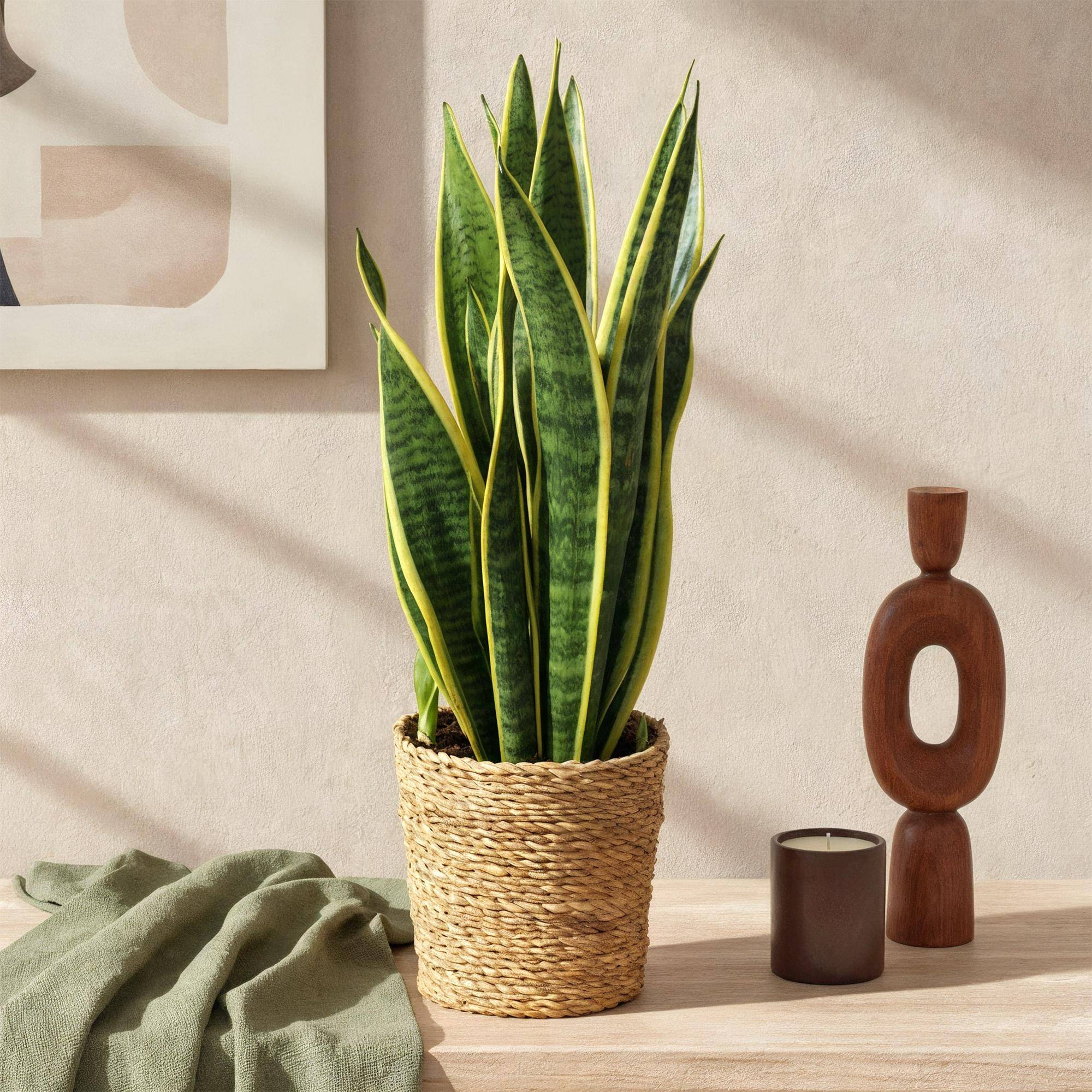 Sanseveria Laurentii - D17 H70cm