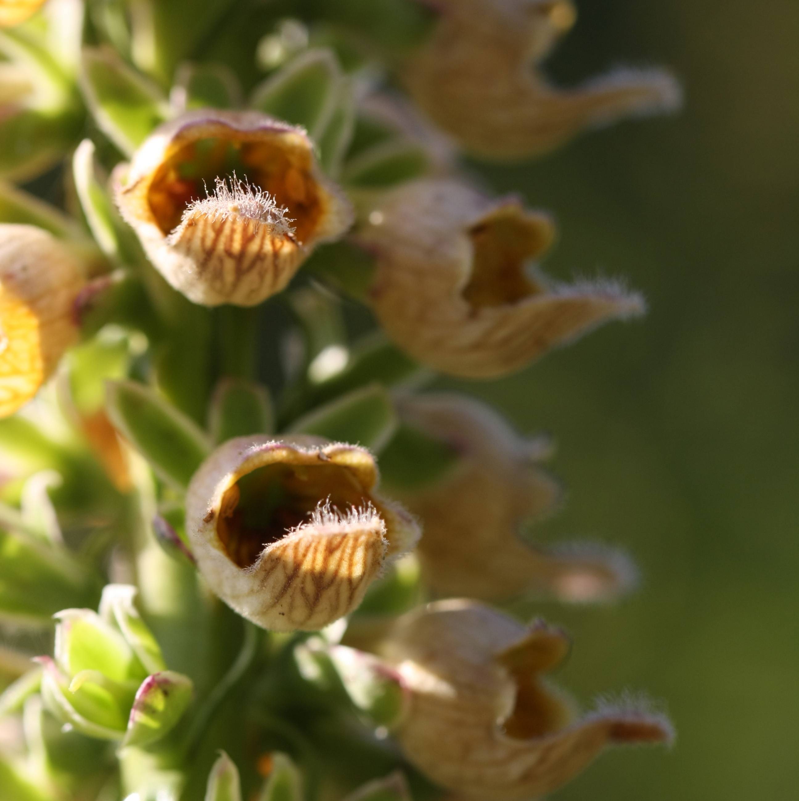Digitale ferrugineuse - Digitalis ferruginea Gigantea Godet de 8/9 cm