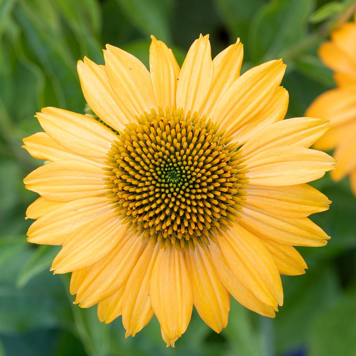 Echinacea Lakota Yellow - Echinacée Godet de 8/9 cm