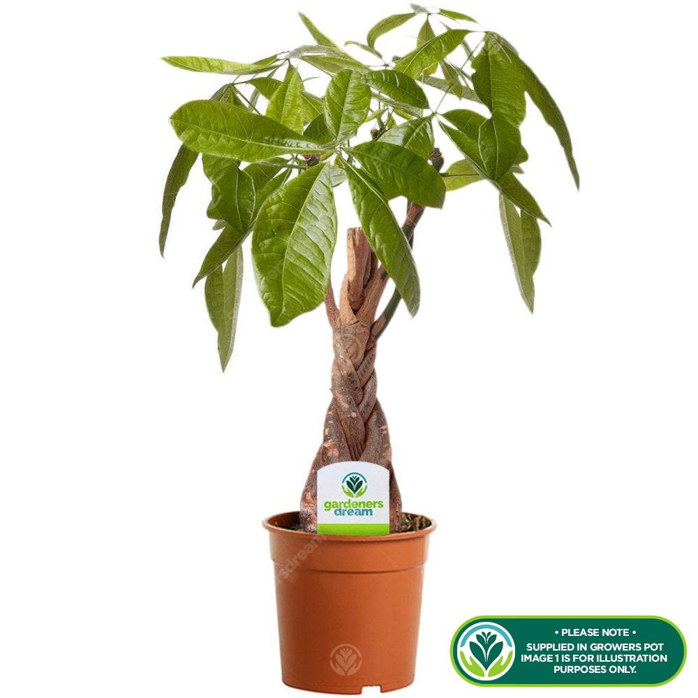 Gardenersdream - Plante Pachira Aquatica - Tige Tressée Idéal Bureau Maison Arbre Décoratif En Pot De 12Cm - GardenersDream - Image 2