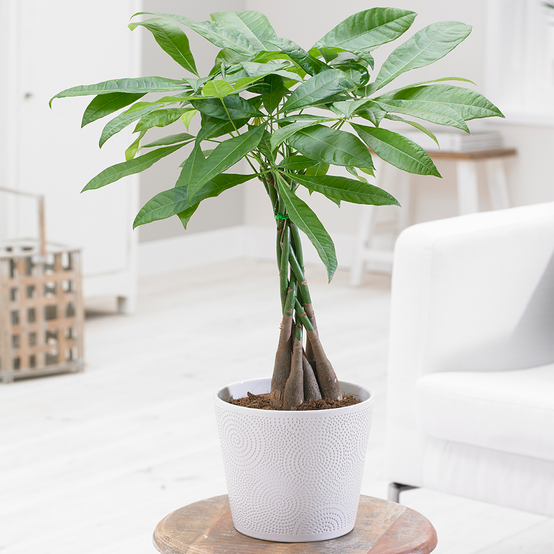 Gardenersdream - Plante Pachira Aquatica - Tige Tressée Idéal Bureau Maison Arbre Décoratif En Pot De 12Cm - GardenersDream - Image 1