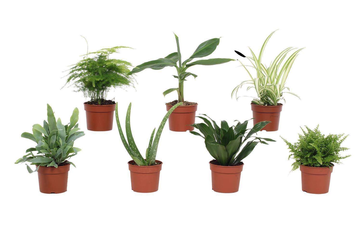 Box - 7 petites plantes d'intérieur incontournables 23cm - Plante d'intérieur- La Green Touch - Image 1