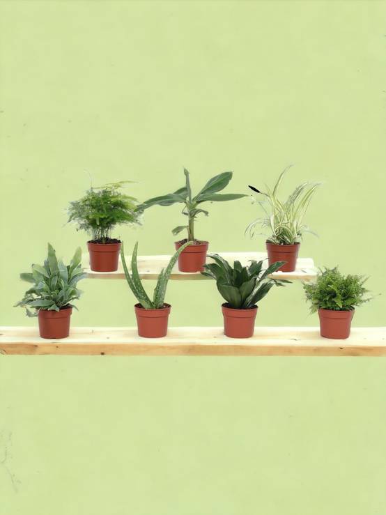 Box - 7 petites plantes d'intérieur incontournables 23cm - Plante d'intérieur- La Green Touch - Image 2