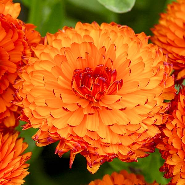 Promesse de Fleurs - Graines de Calendula officinalis Néon - Souci des Jardins le sachet de 150 graines environ (1g)