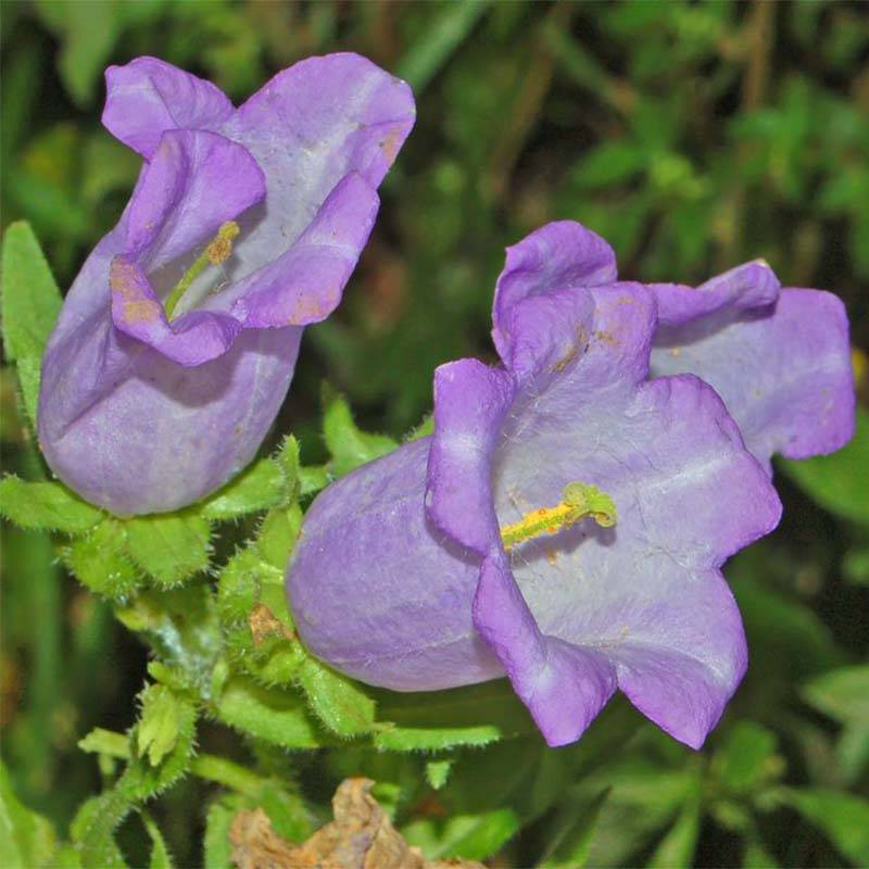 Promesse de Fleurs - Campanula medium bleue - Campanule carillon Godet de 7/8 cm