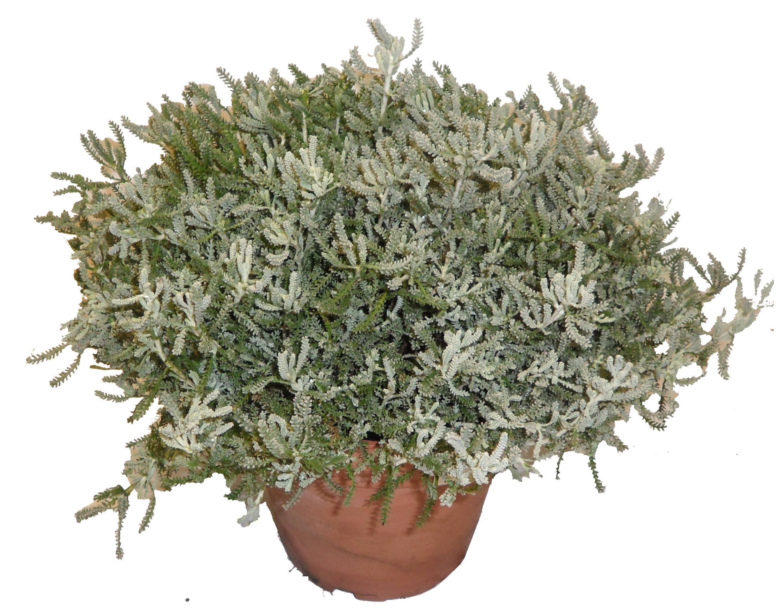 Horti-Flandre - Santoline blanche p18cm
