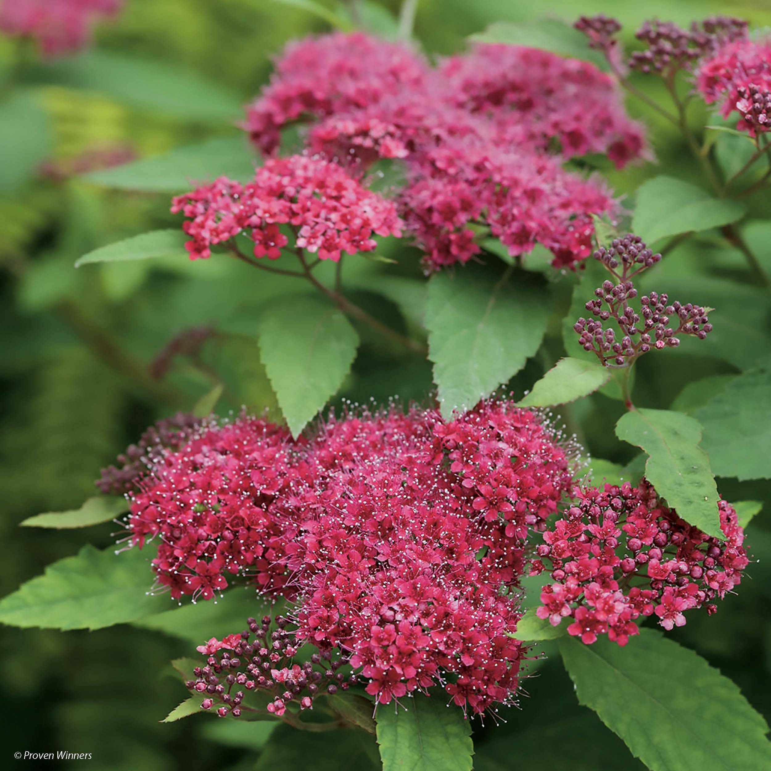 Promesse de Fleurs - Spirée japonaise Double Play Red - Spiraea japonica Pot de 2L/3L - Image 1