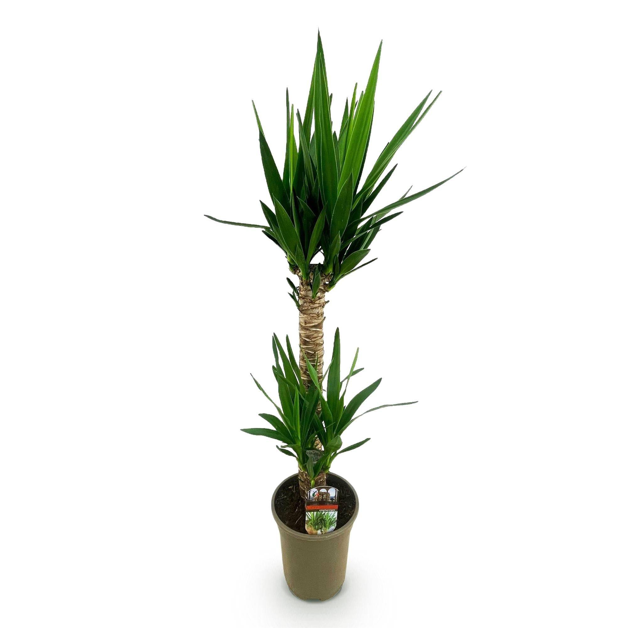 La Green Touch - Yucca Elephantipes - D19 H120cm - Image 3
