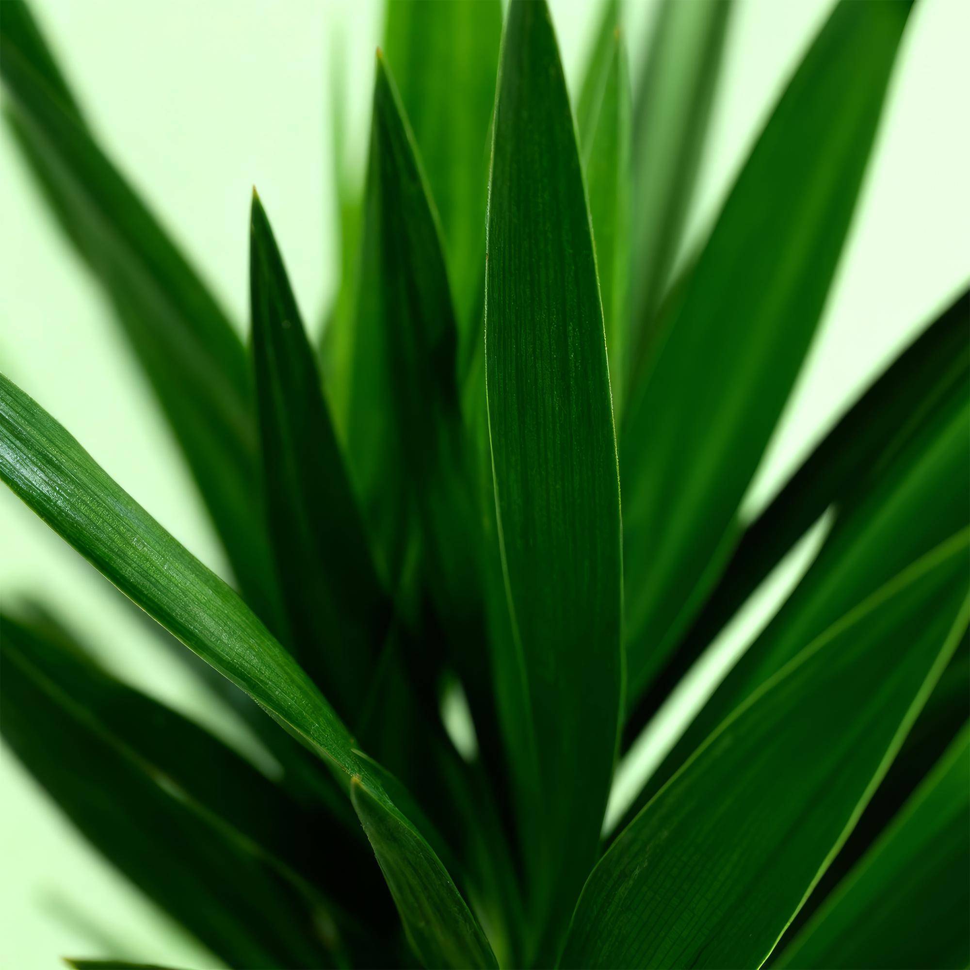 La Green Touch - Yucca Elephantipes - D19 H120cm - Image 5